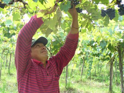 Productor del vino de la costa